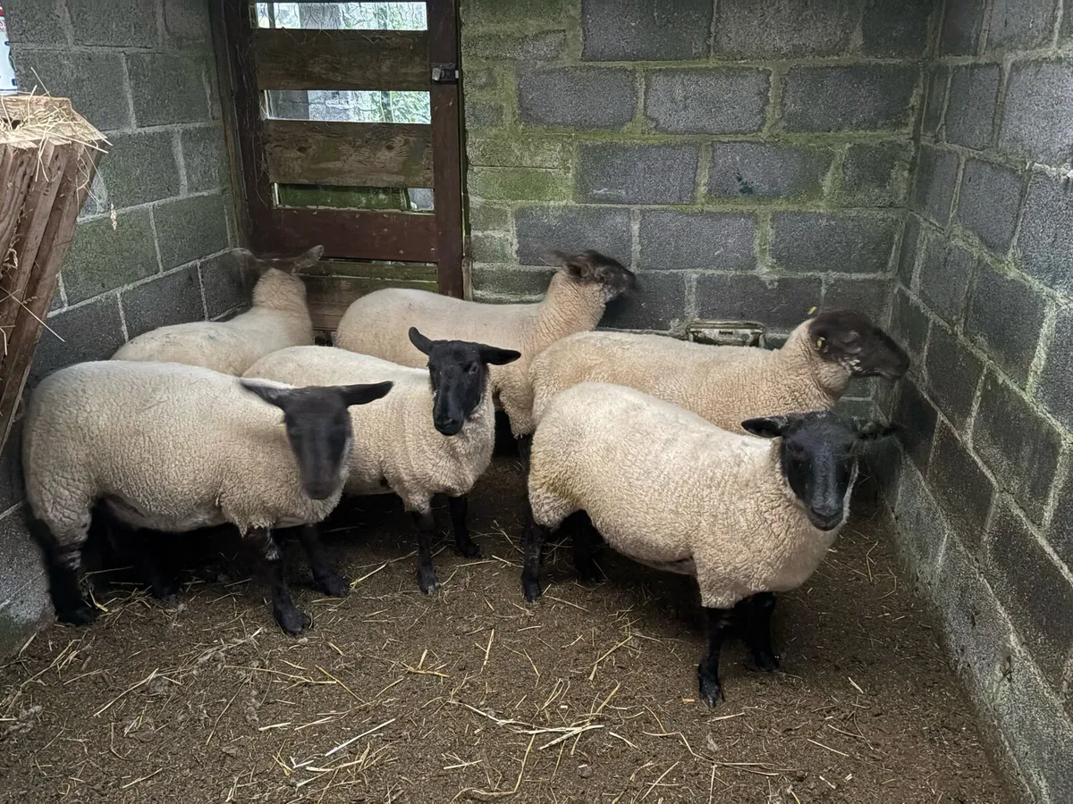 Hogget - Image 3