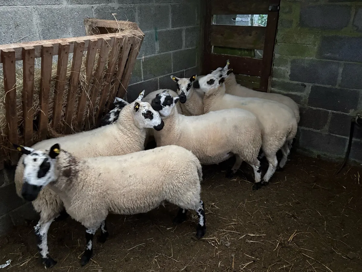 Hogget - Image 4