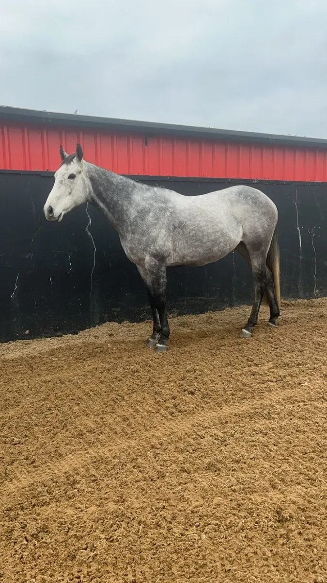 16.1 thoroughbred gelding - Image 3