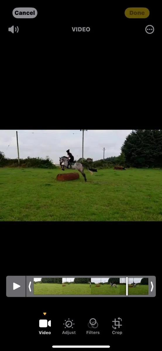 16.1 thoroughbred gelding - Image 4