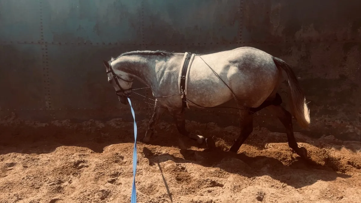 16.1 thoroughbred gelding - Image 2
