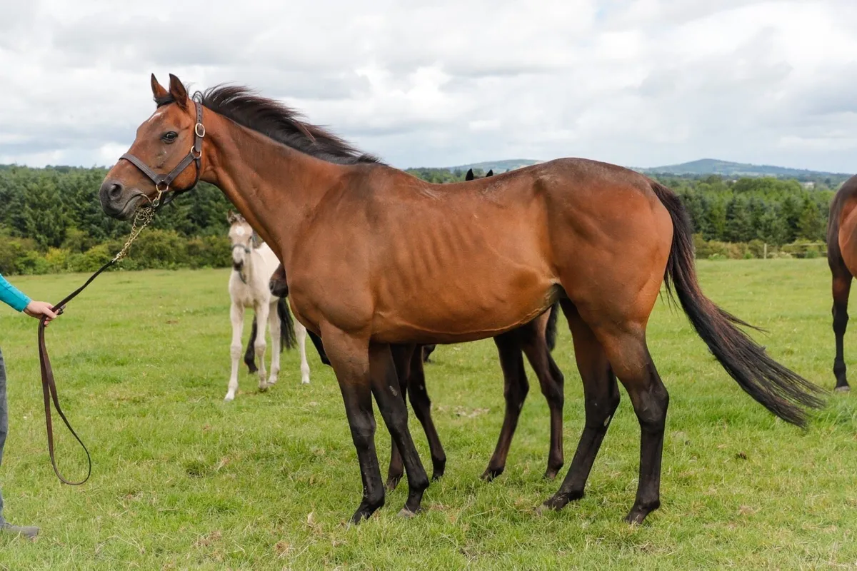 Blacktype Thoroughbred Mare