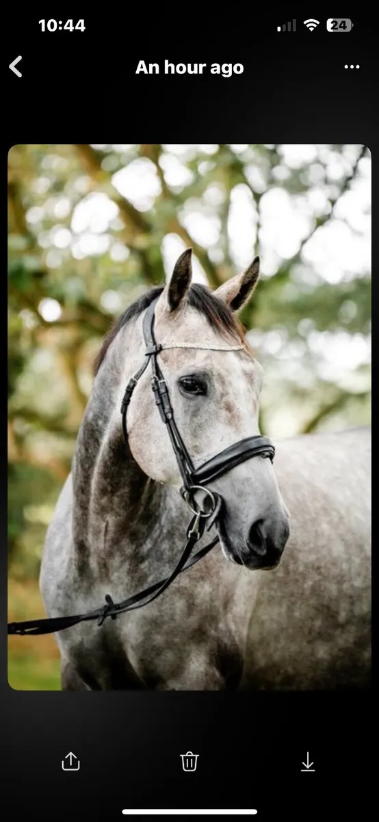 16.1 thoroughbred gelding - Image 1