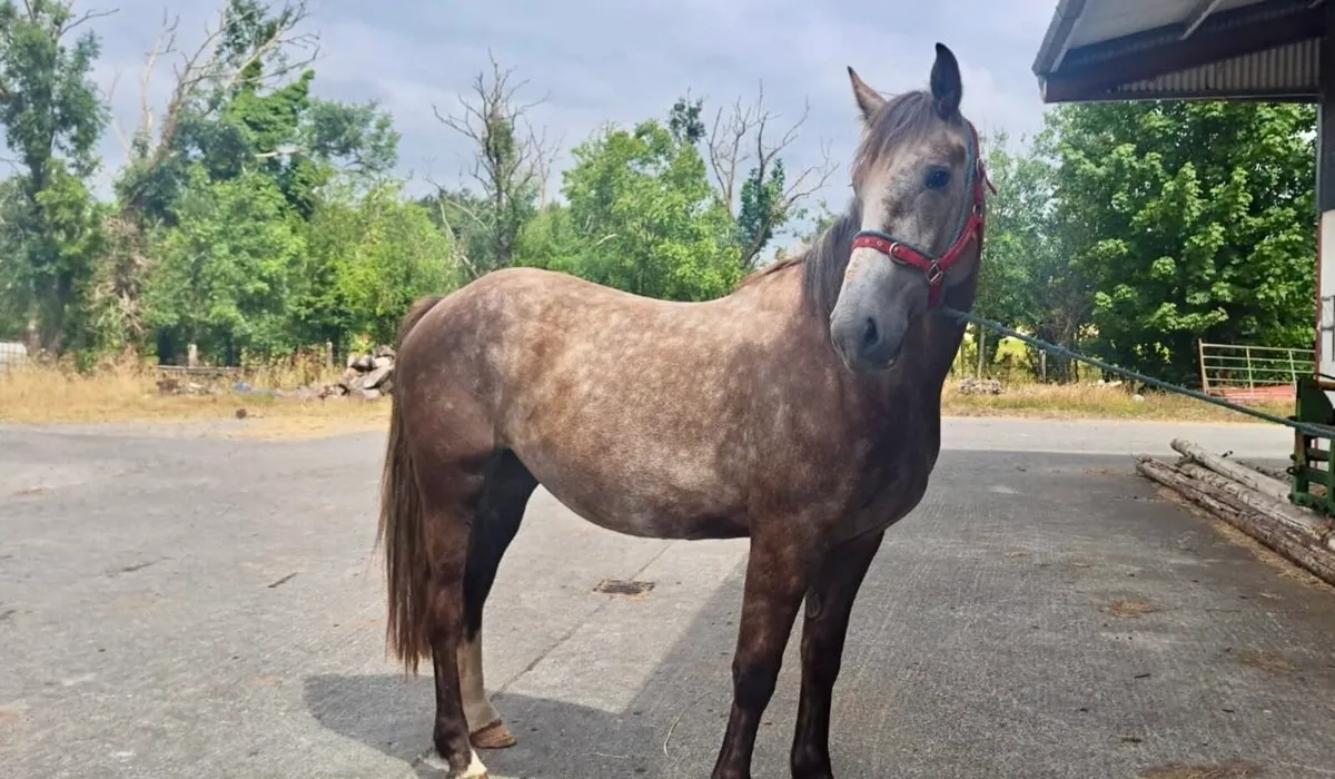 Horses - Image 1