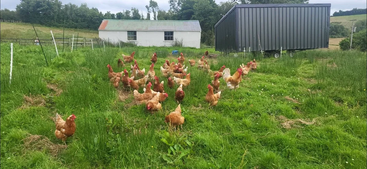 2 year old Pasture raised Lohmann brown hens for