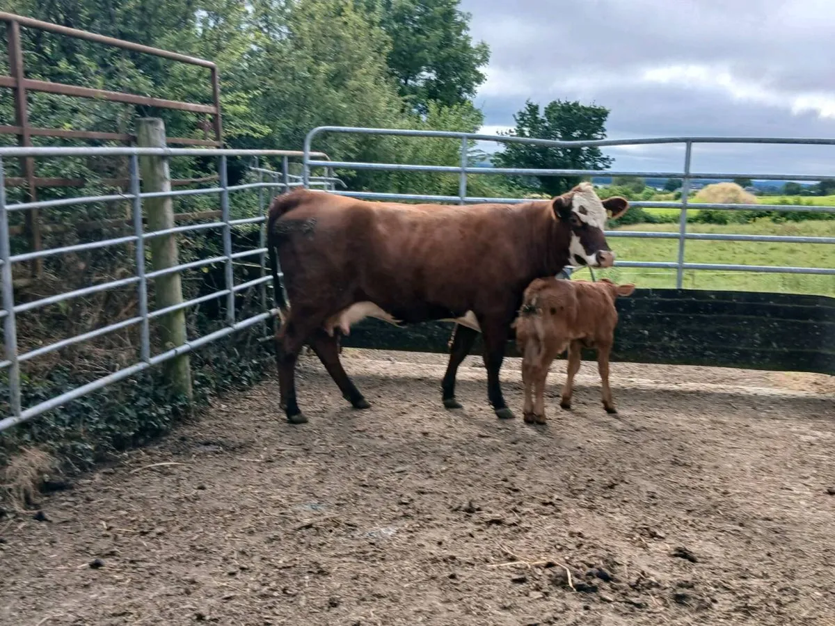 SUPER AA HEIFER WITH A SUPER BULL CALF - Image 1