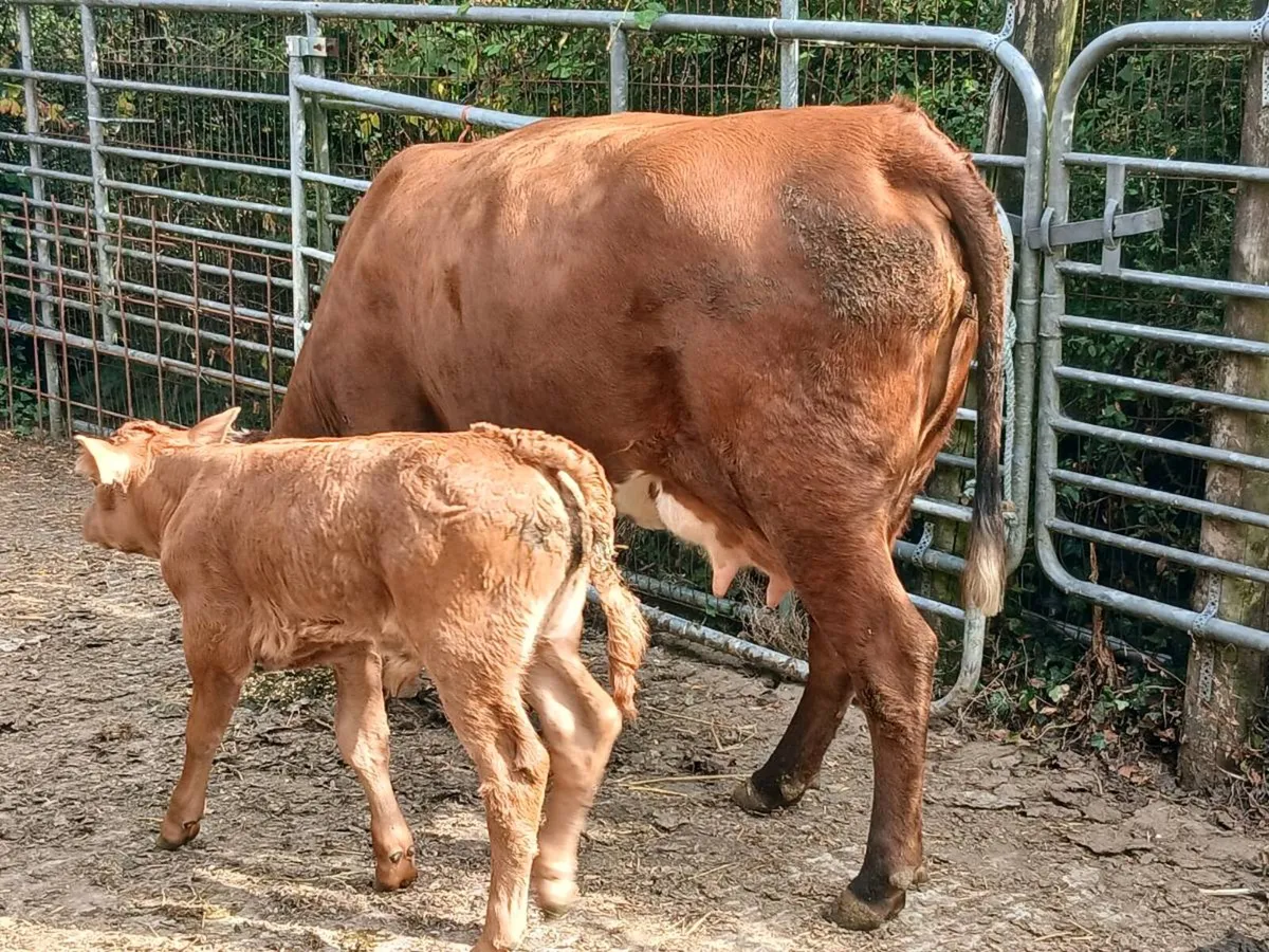 SUPER AA HEIFER WITH A SUPER BULL CALF - Image 2