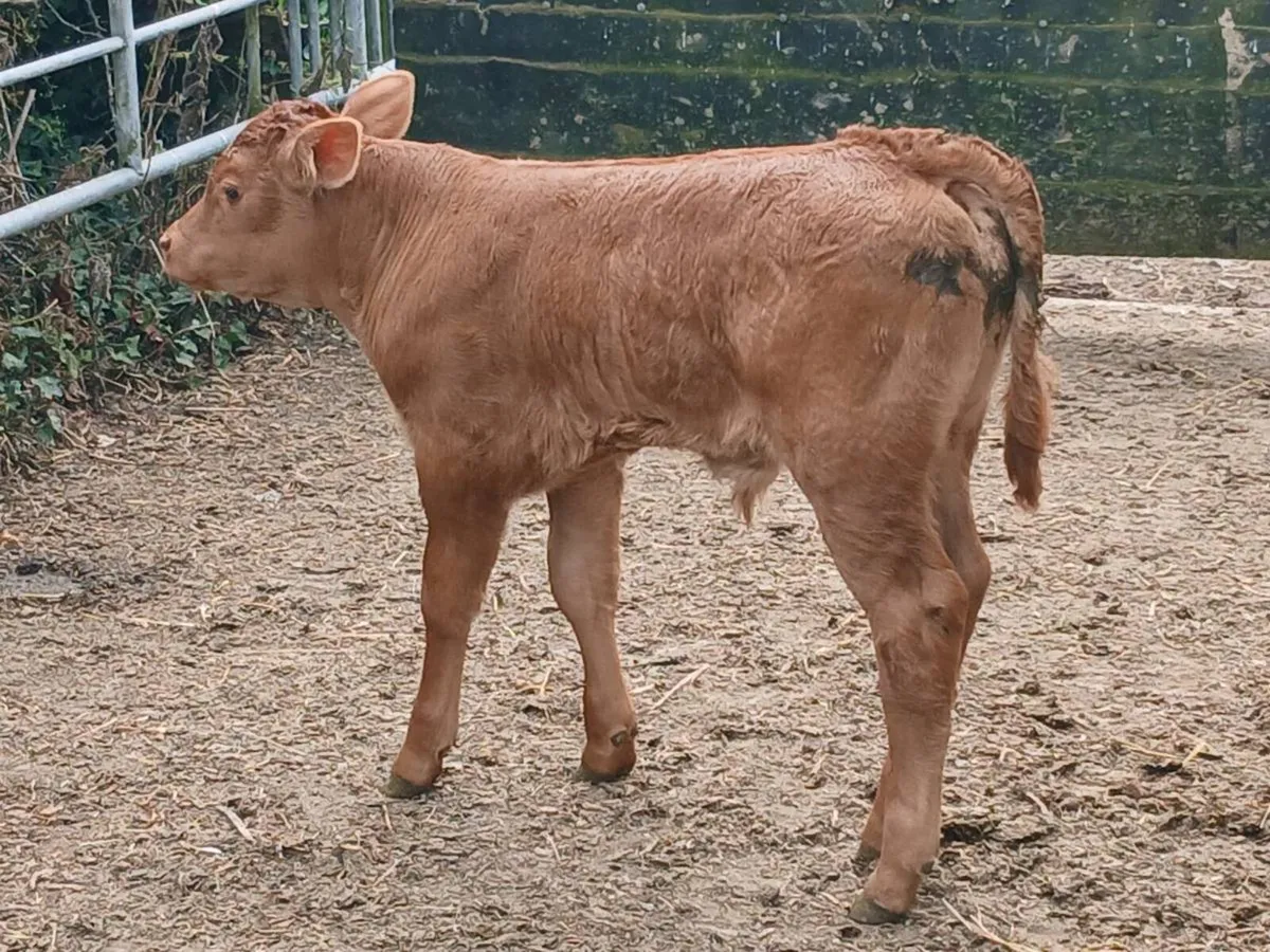 SUPER AA HEIFER WITH A SUPER BULL CALF - Image 3