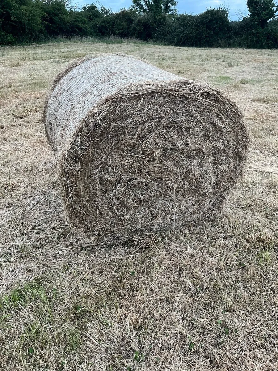 Rushy Hay