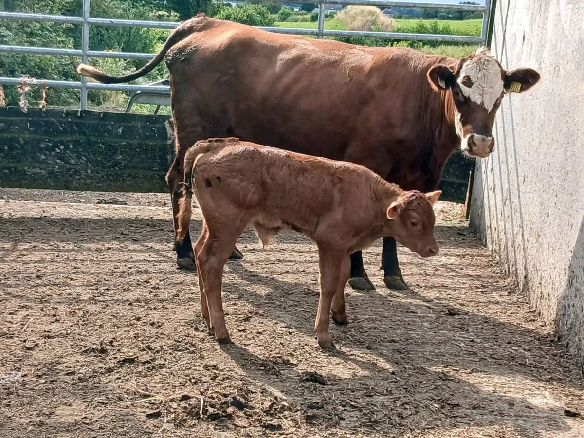 SUPER AA HEIFER WITH A SUPER BULL CALF - Image 4