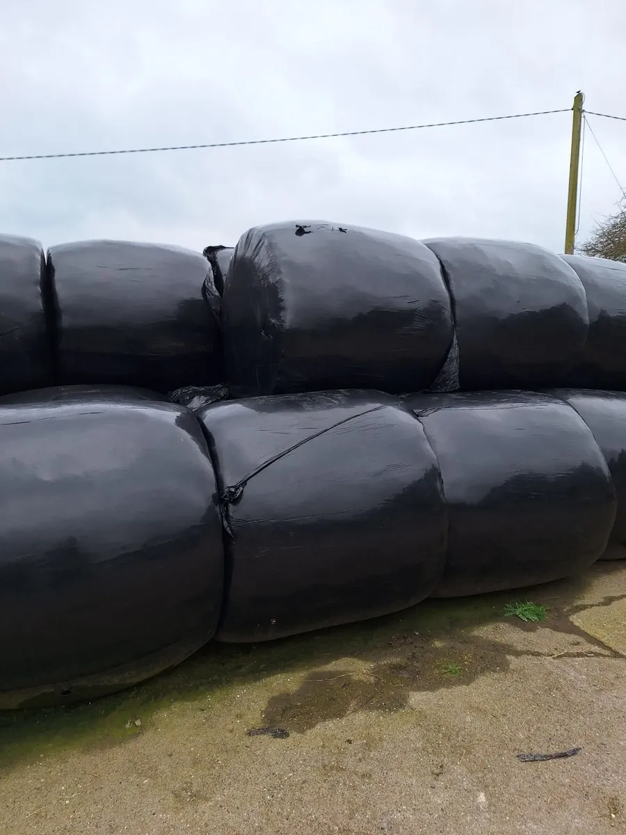 Bales of silage for sale - Image 1