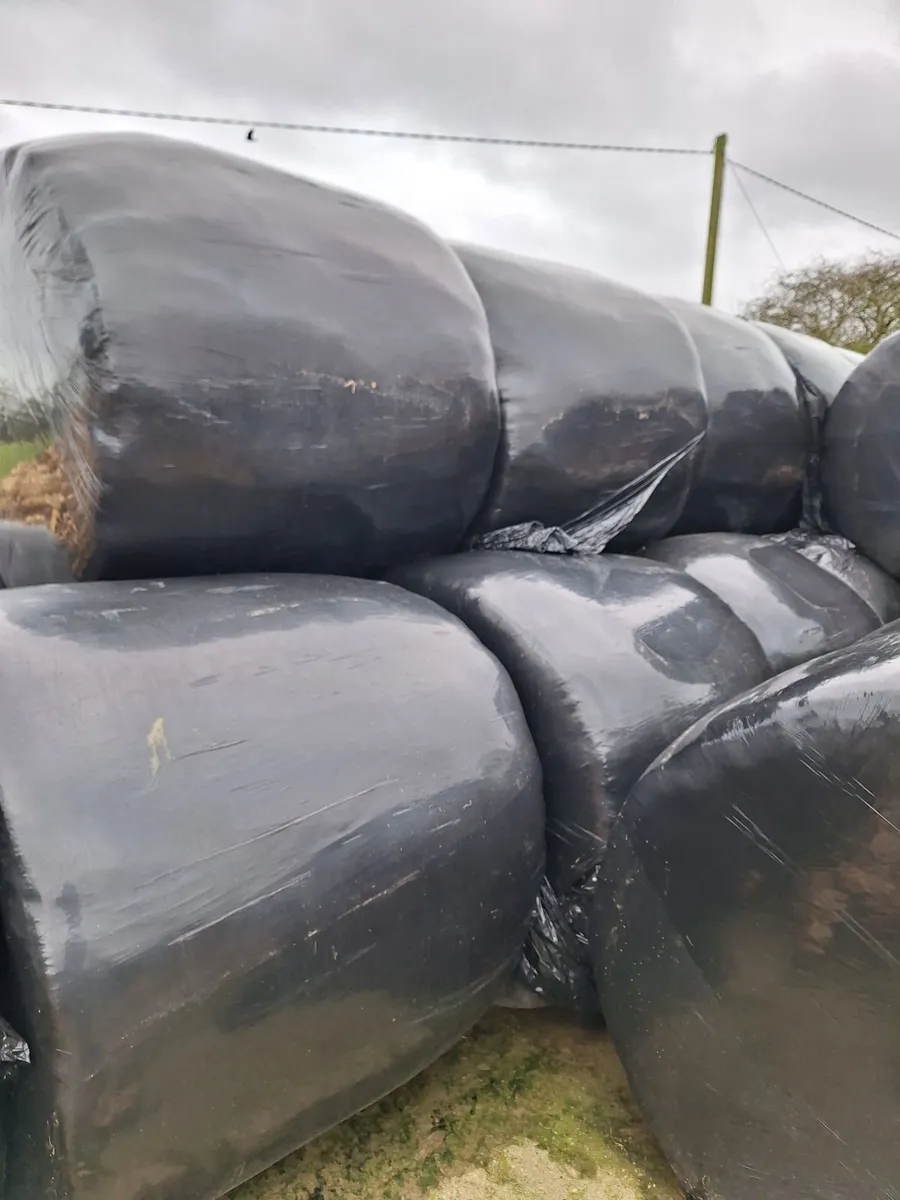 Bales of silage for sale - Image 2
