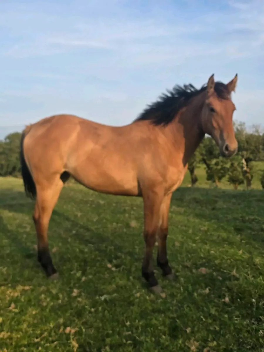 Dun yearling filly. - Image 1