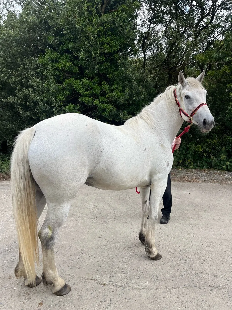 Connemara Pony - Image 2