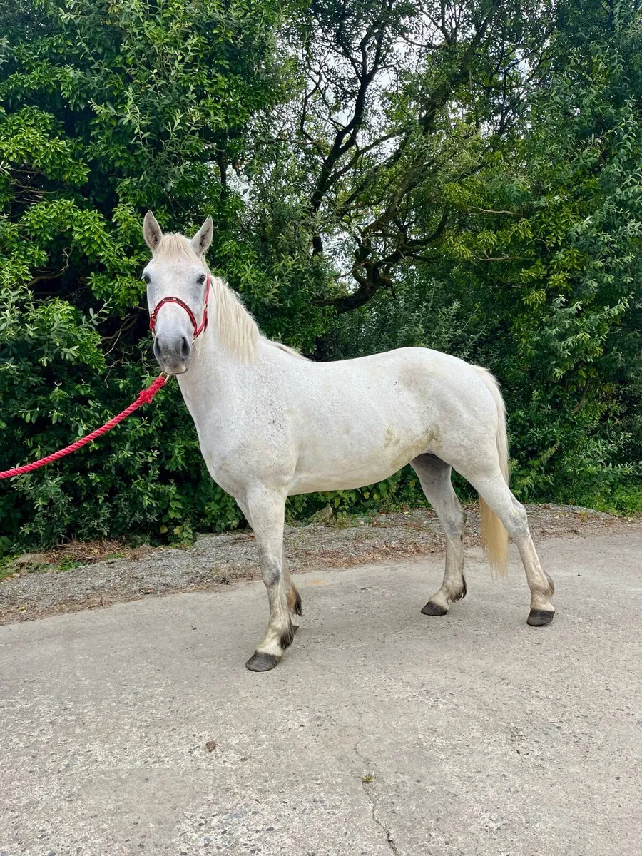 Connemara Pony - Image 1