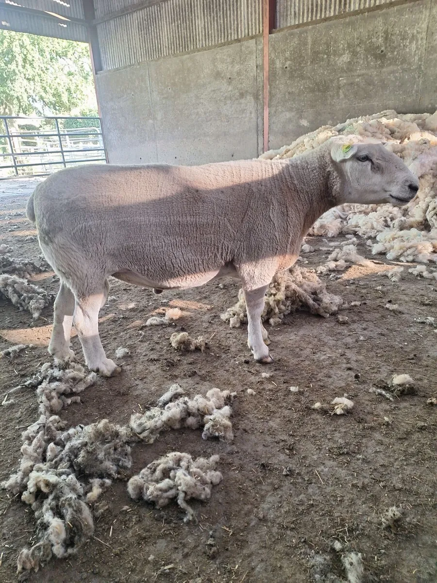 Belclare Ram - Image 1