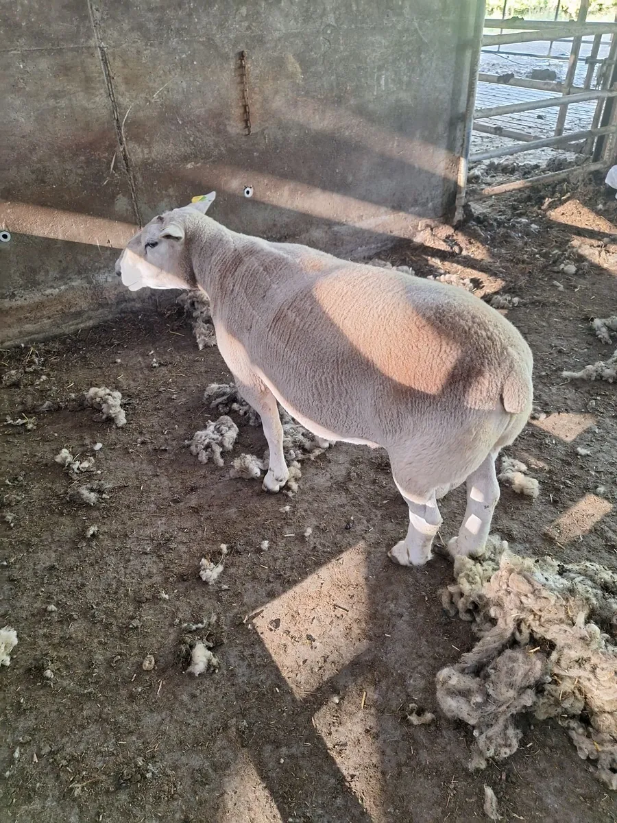 Belclare Ram - Image 2