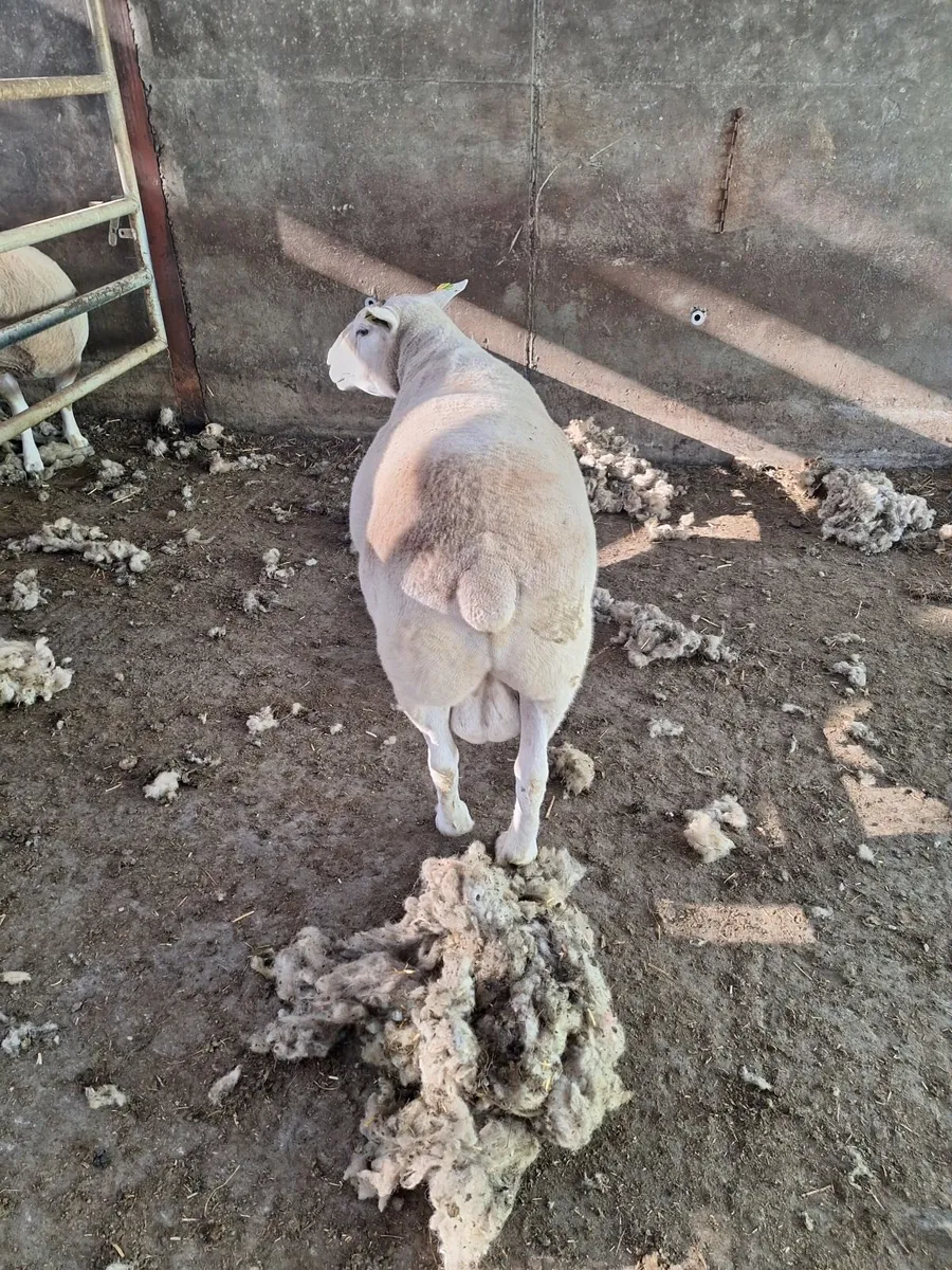 Belclare Ram - Image 3