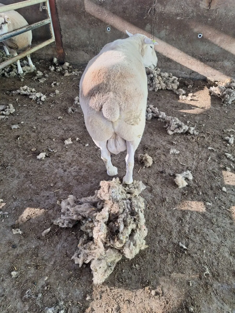 Belclare Ram - Image 4