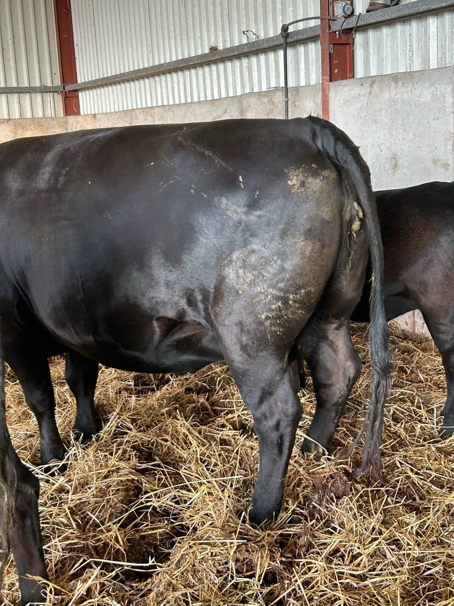 Pedigree Aberdeen Angus cows and heifers - Image 3