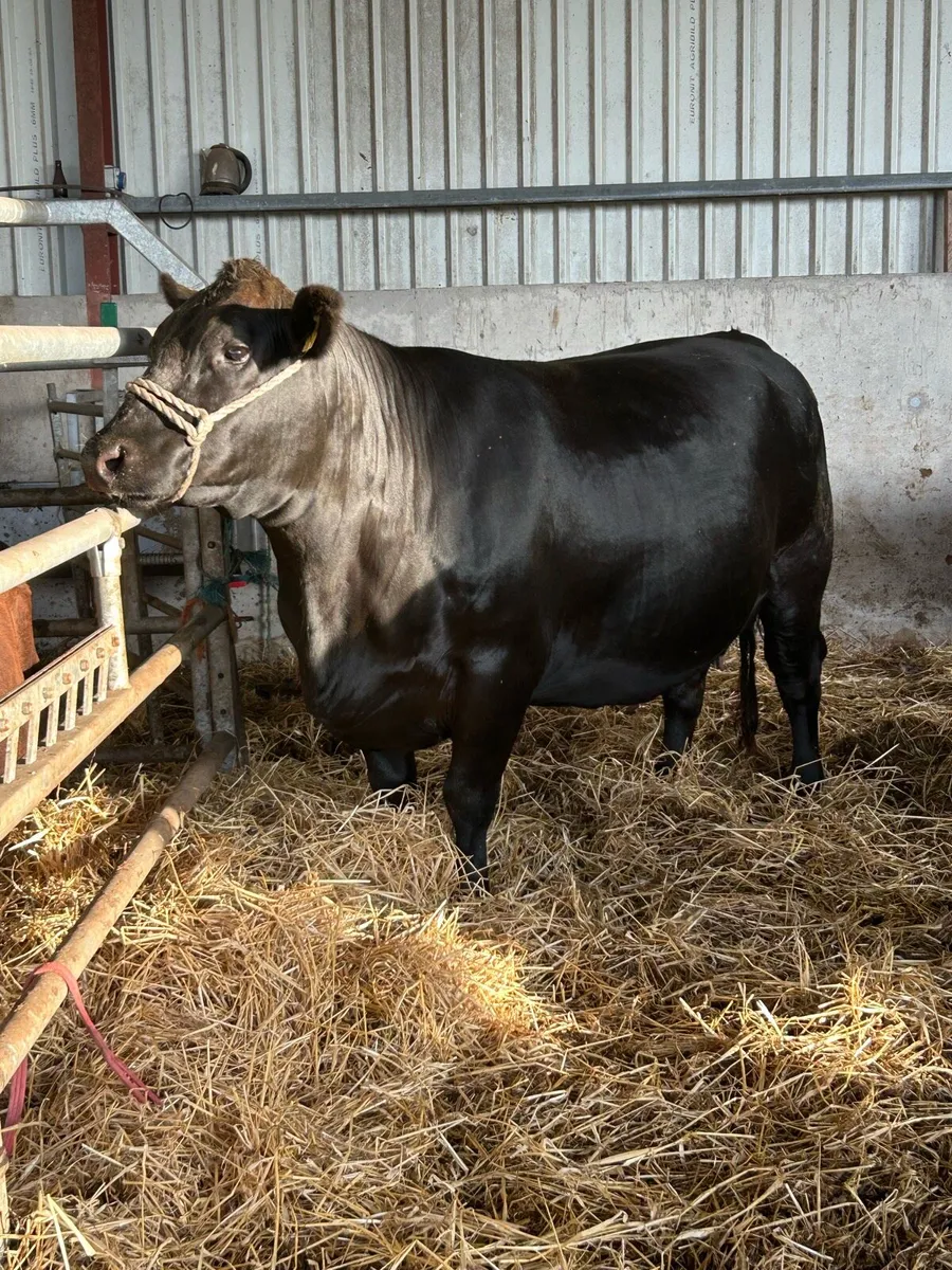 Pedigree Aberdeen Angus cows and heifers - Image 4