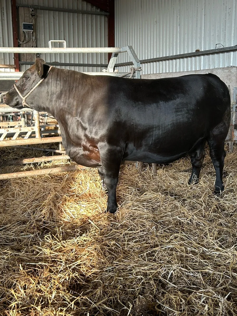 Pedigree Aberdeen Angus cows and heifers - Image 1