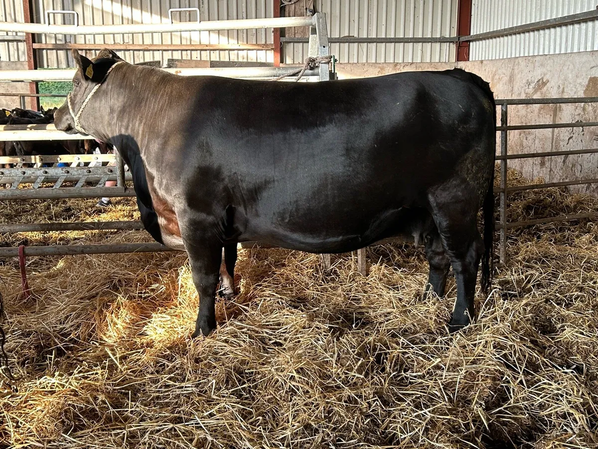 Pedigree Aberdeen Angus cows and heifers - Image 2