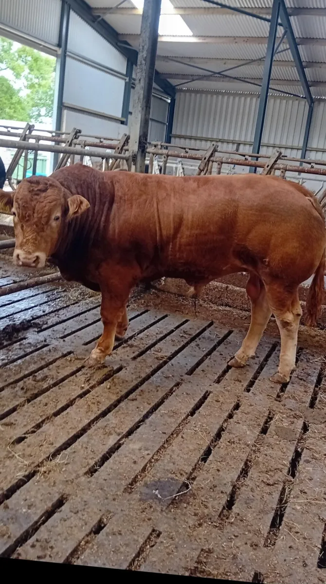 Pedigree limousin bulls - Image 3
