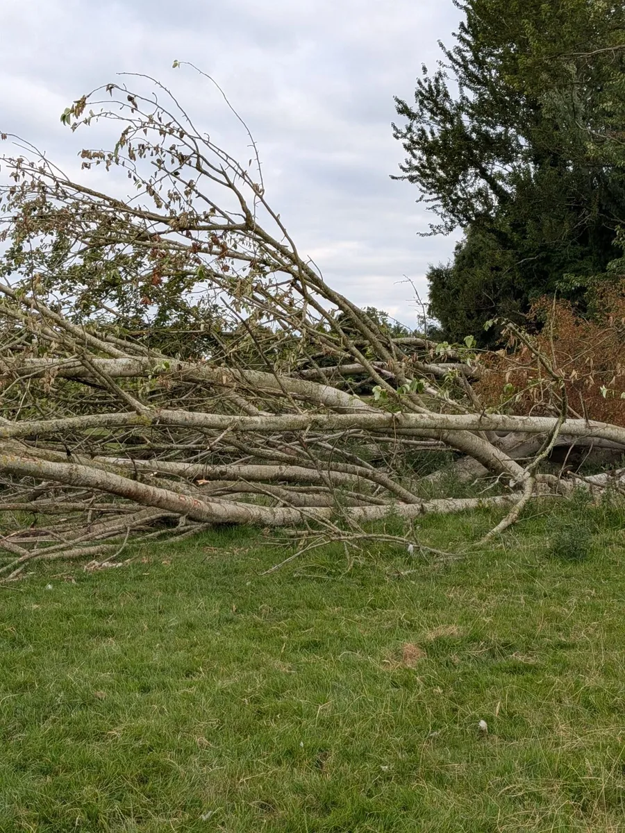 Poplar tree's - Image 1
