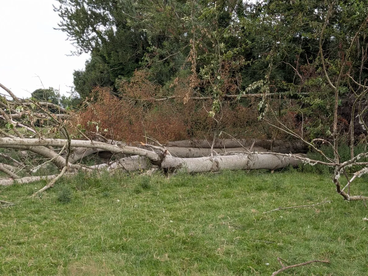 Poplar tree's - Image 2