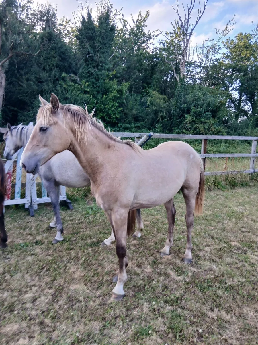 Yearling gelding for sale - Image 1