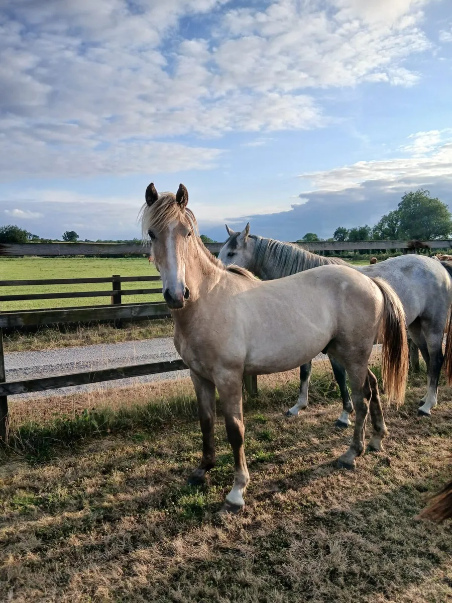 Yearling gelding for sale - Image 2