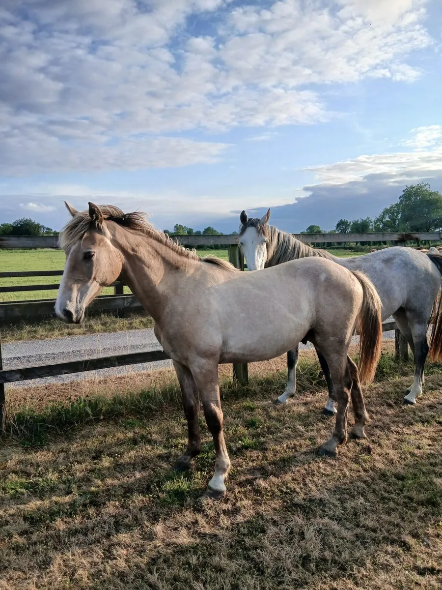 Yearling gelding for sale - Image 3