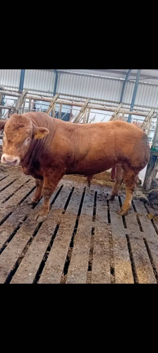 Pedigree limousin bulls - Image 1