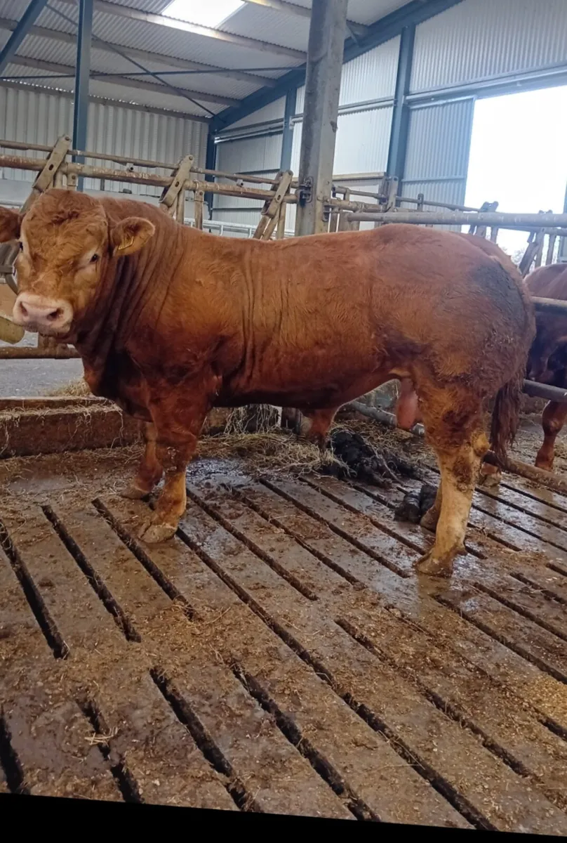 Pedigree limousin bulls - Image 4