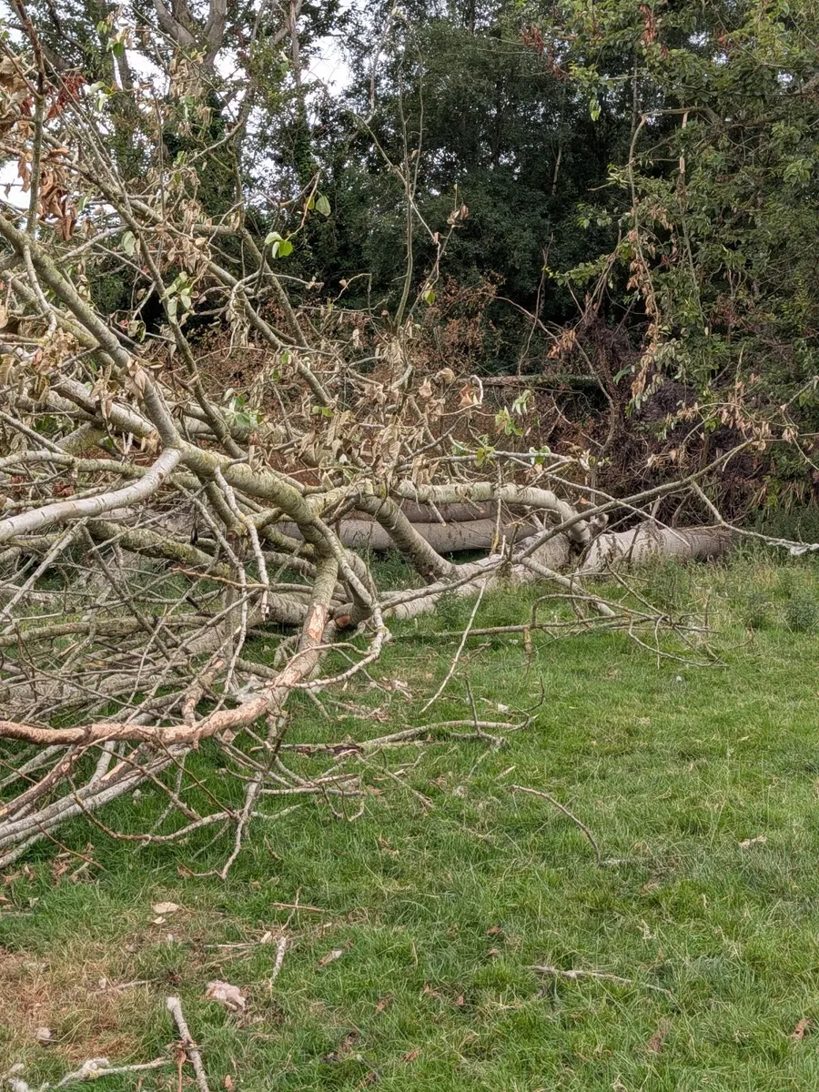 Poplar tree's - Image 4