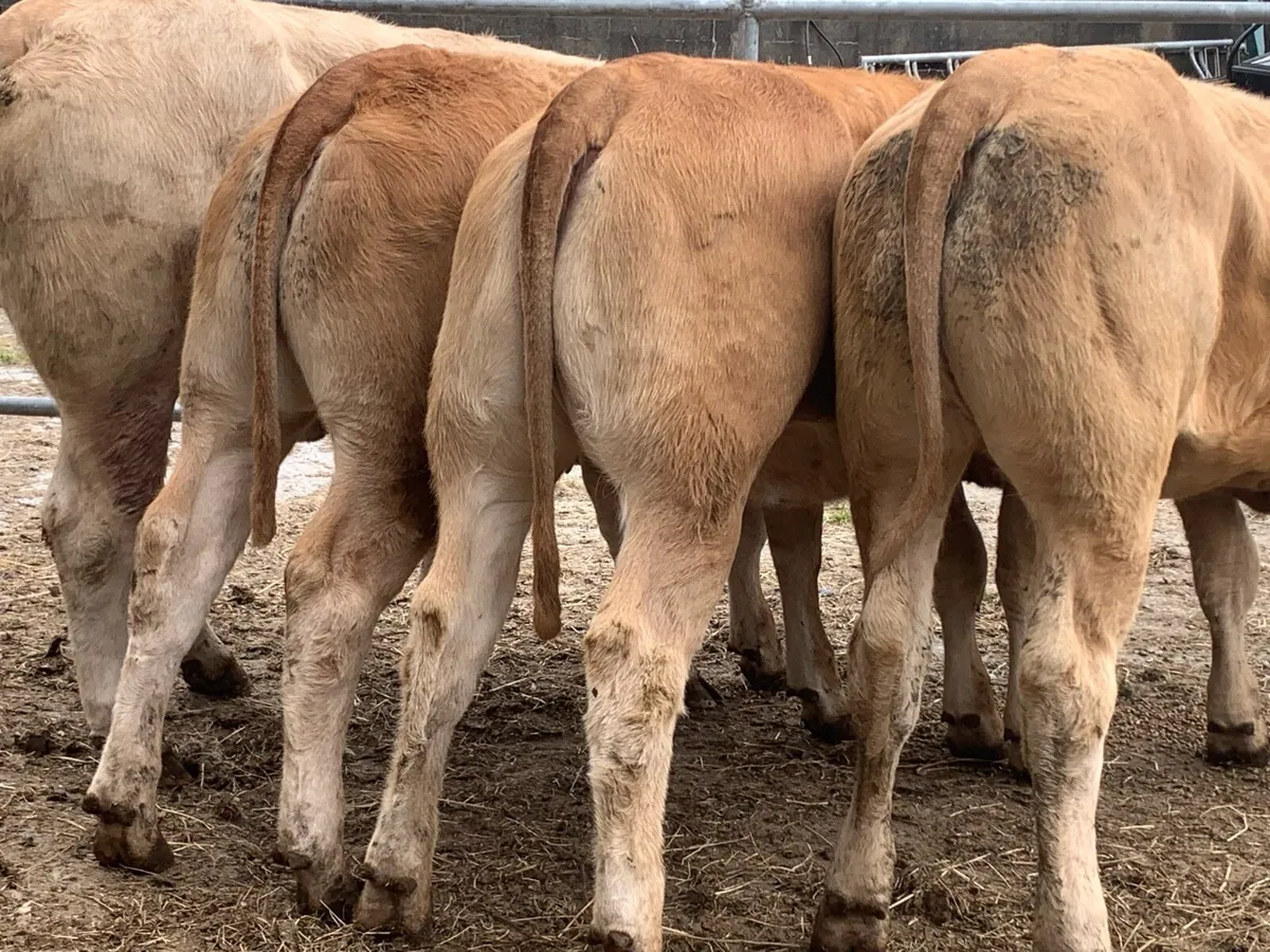 4 super u grade heifers 400kg - Image 2