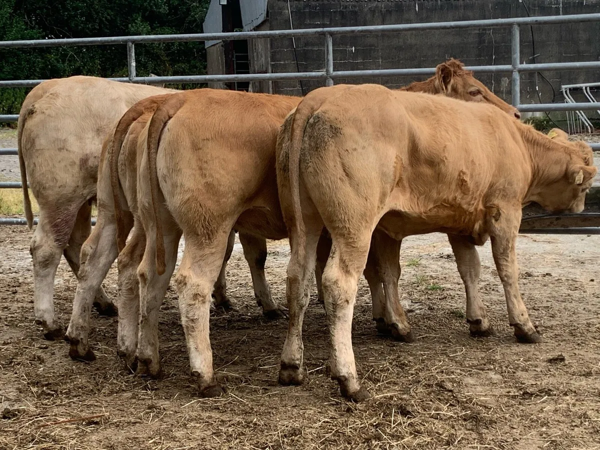 4 super u grade heifers 400kg - Image 3