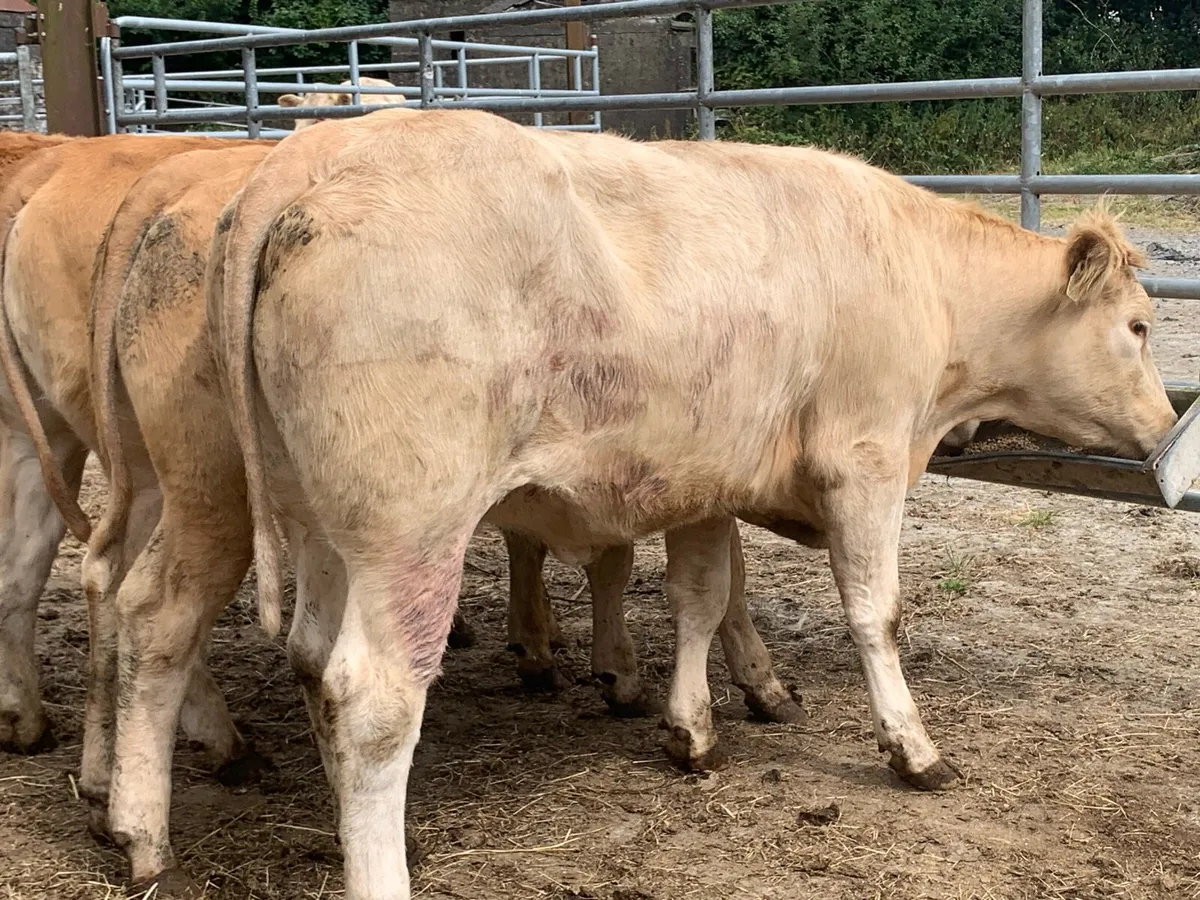 4 super u grade heifers 400kg - Image 4