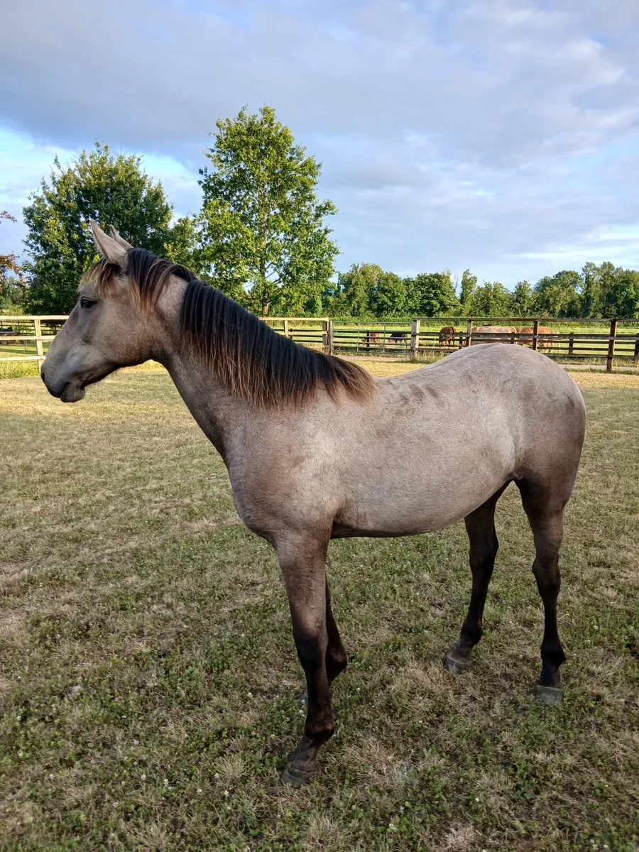 Yearling filly for sale - Image 1