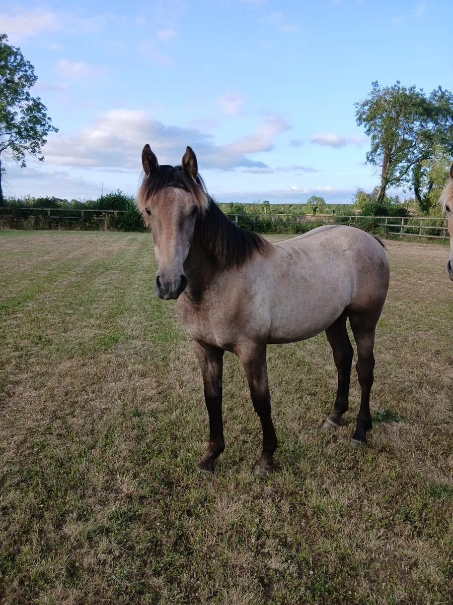 Yearling filly for sale - Image 2