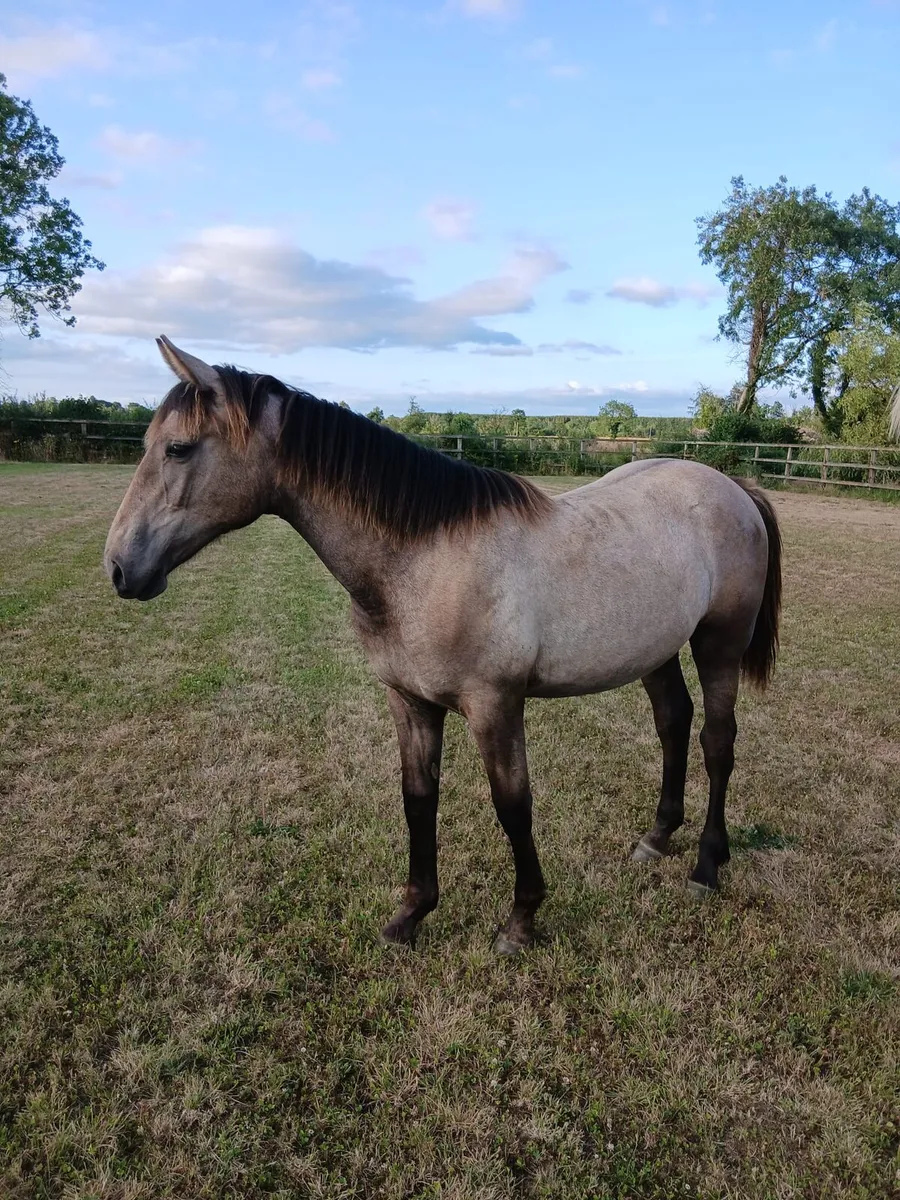 Yearling filly for sale - Image 3