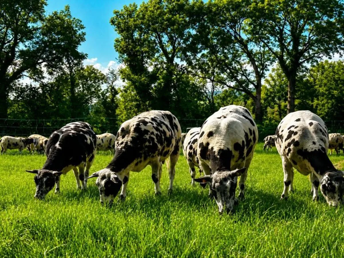 Dutch spotted sheep - Image 2