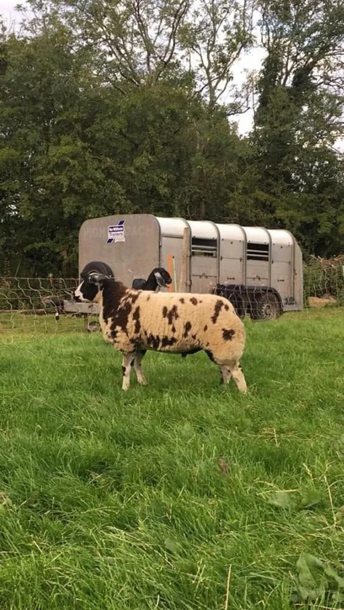 Dutch spotted sheep - Image 4