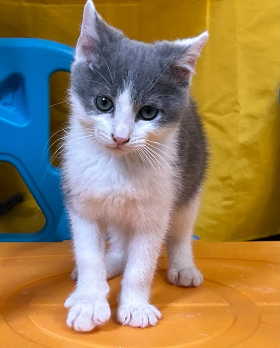 Kittens for sale - Image 1