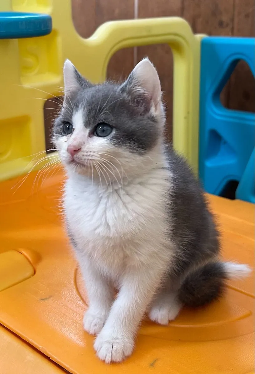 Kittens for sale - Image 2