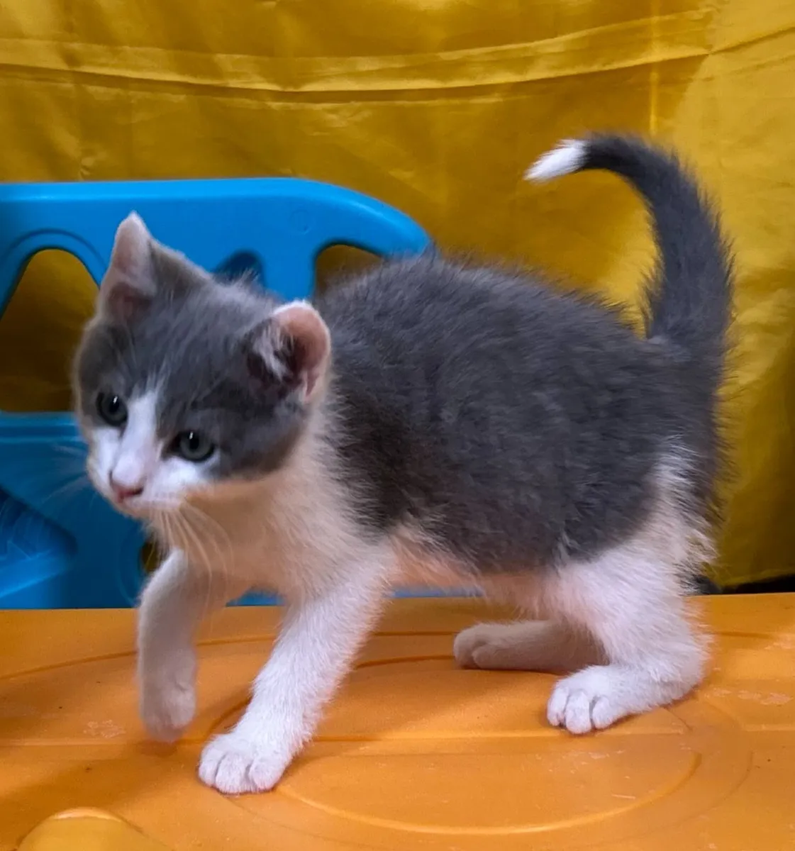 Kittens for sale - Image 3
