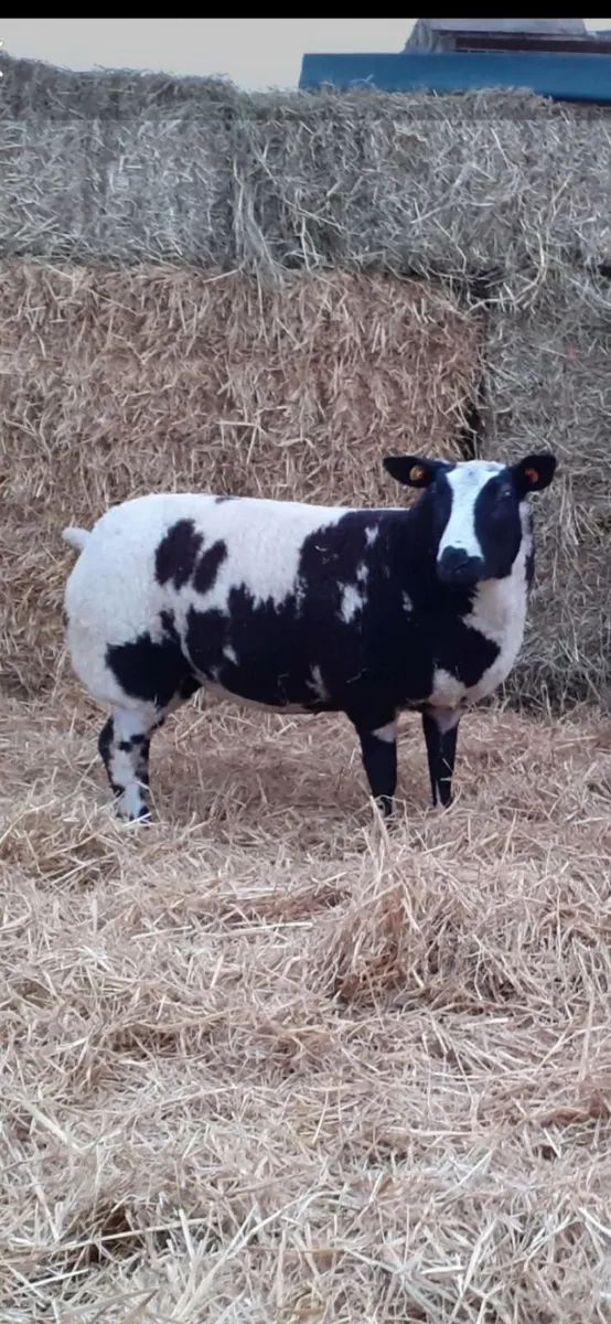 Dutch spotted sheep - Image 3