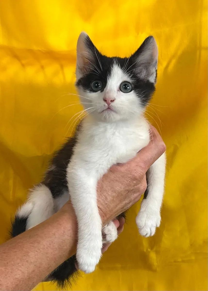 Kittens for sale - Image 4