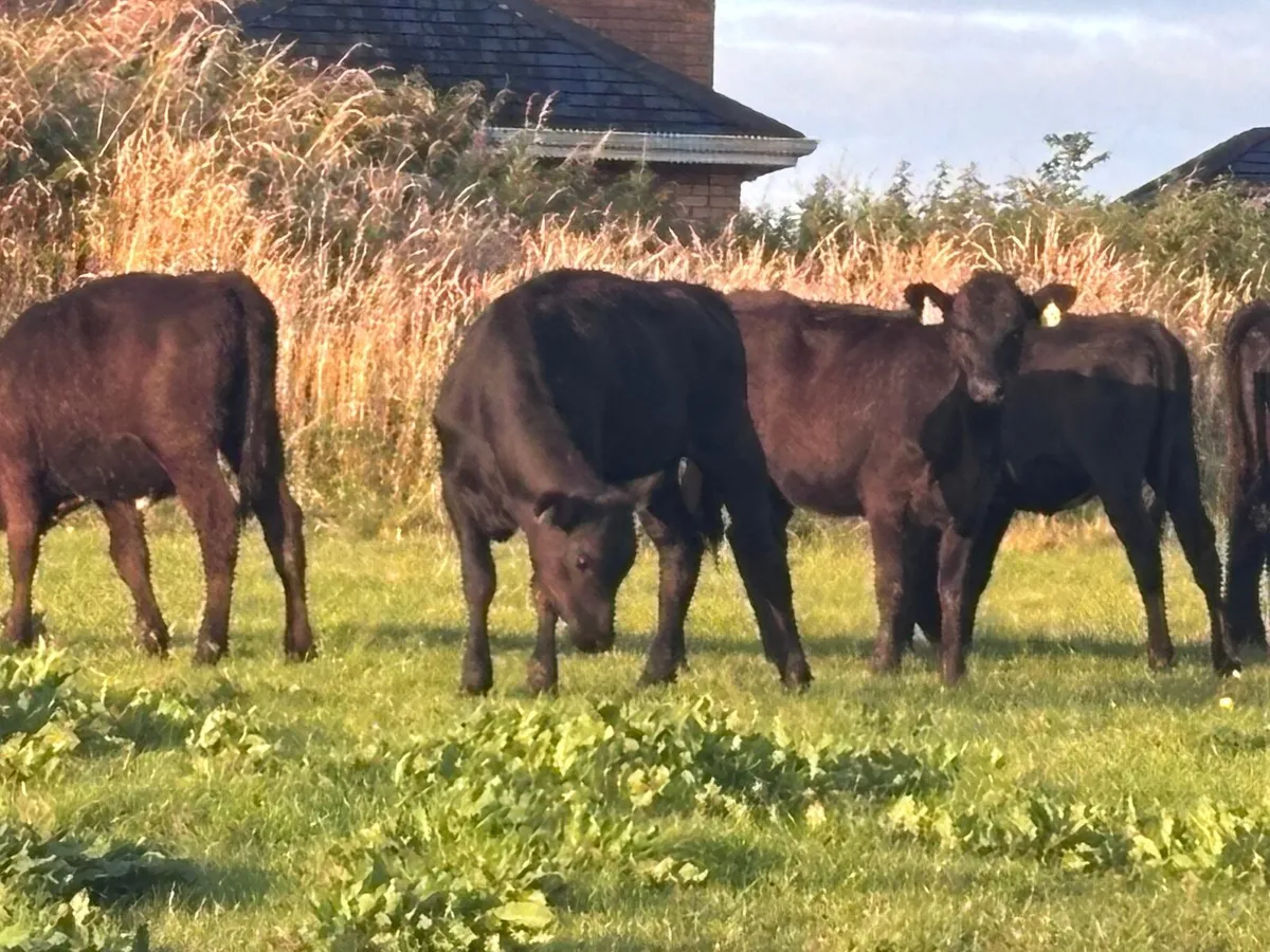 8 Hereford & Angus Weanlings for sale - Image 2